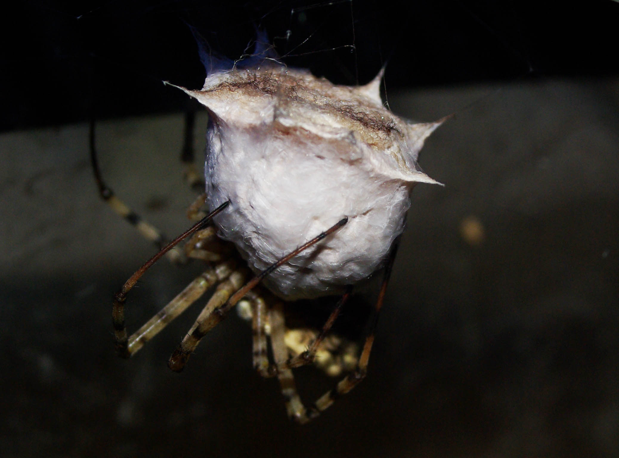 ooteca di argiope lobata